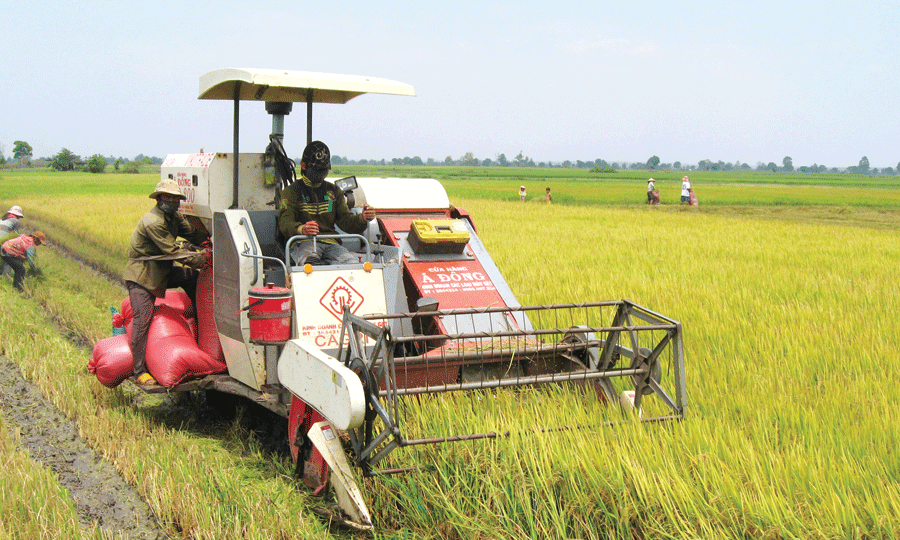 Máy gặt đập liên hợp trên đồng Phú Thiện.