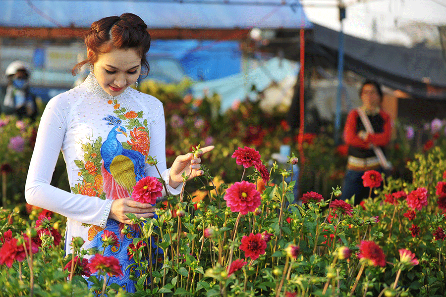 Nổi bật bên sắc hoa thược dược. Ảnh: Nguyễn Giác  Nổi bật bên sắc hoa thược dược