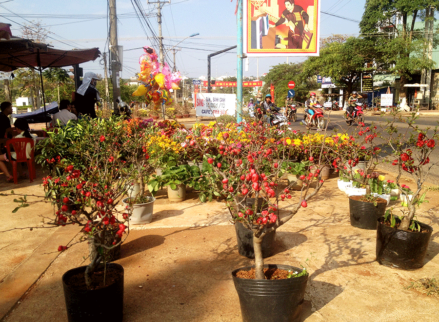 Chợ hoa mini bên quốc lộ.