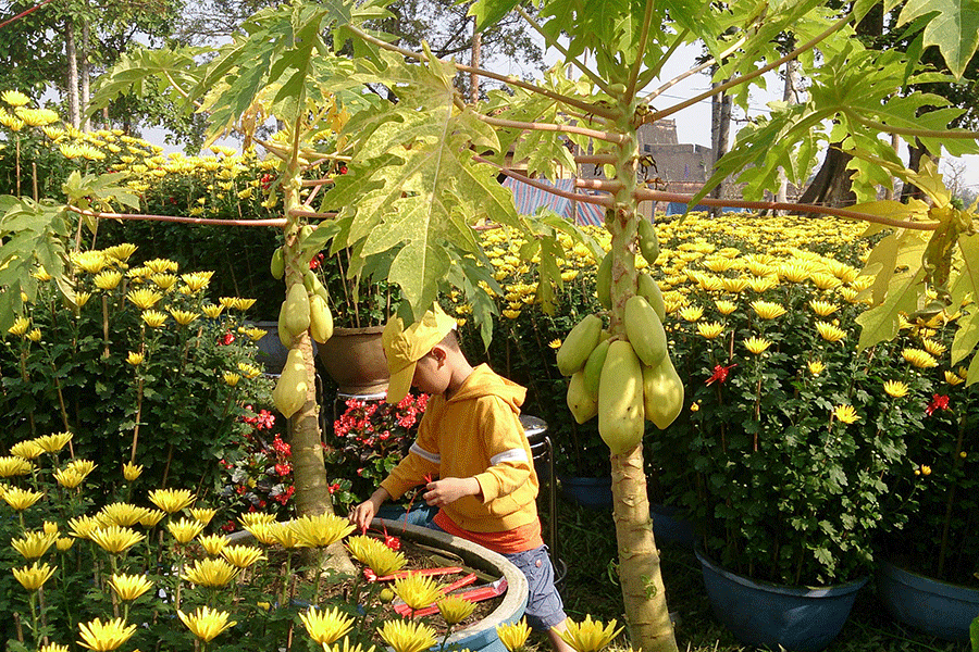 Đu đủ cảnh trồng tại Huế lần đầu phục vụ thị trường Tết.