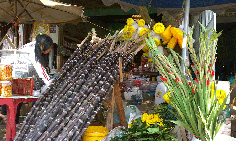 Những cây mía được chị Trinh lựa chọn thật kỹ để bán cho khách hàng trong dịp Tết đến Xuân về.