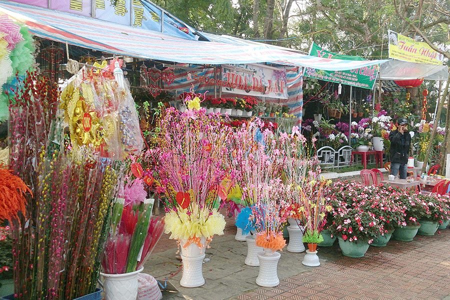 Hoa giấy truyền thống Thanh Tiên khoe sắc giữa vườn hoa tươi.