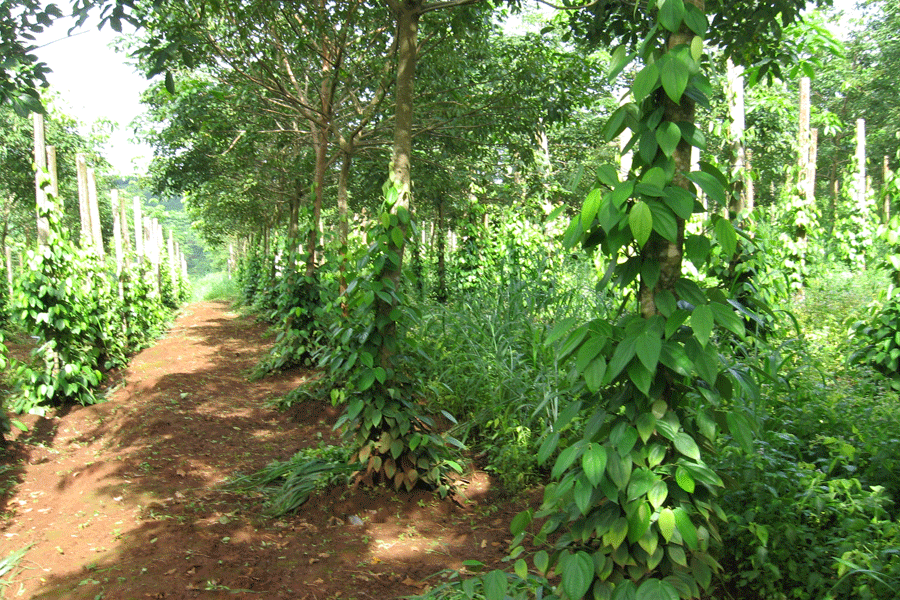Nhiều nông dân triển khai trồng tiêu leo lên cây cao su. Ảnh N.N Nhiều nông dân triển khai trồng tiêu leo lên cây cao su.Ảnh N.N