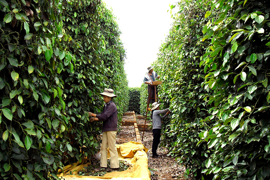 Hồ tiêu Chư Sê. Hồ tiêu Chư Sê.