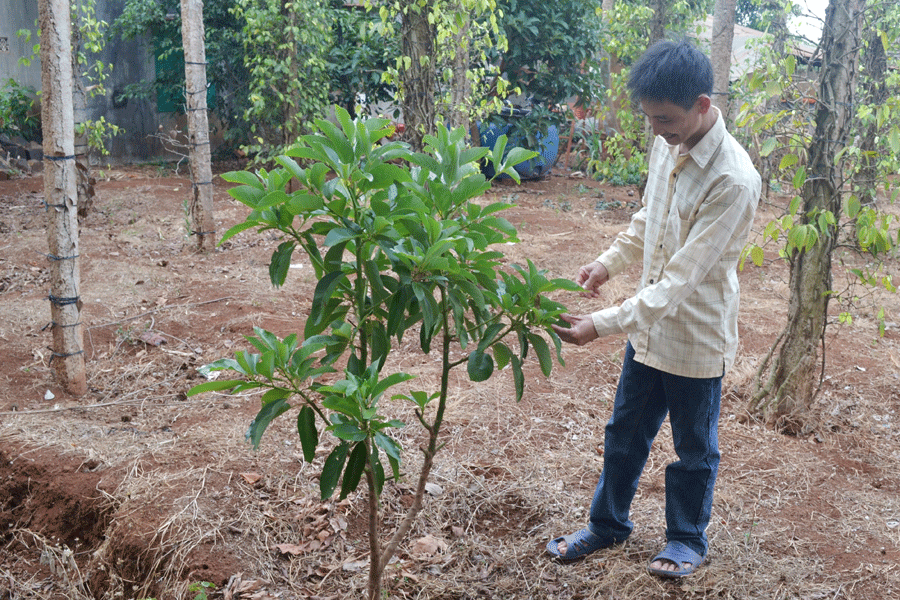  Anh Lương bên một gốc cây bơ do anh tự ghép được trồng trước cây bơ Booth mua tại Công ty Ea Kmat một thời gian. Ảnh: Lê Hòa
