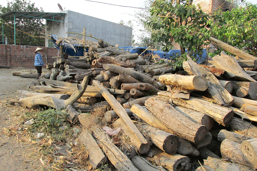 Một đống củi được chuẩn bị cho vụ sấy thuốc lá. Ảnh: Hải Lê Một đống củi được chuẩn bị cho vụ sấy thuốc lá. Ảnh: Hải Lê