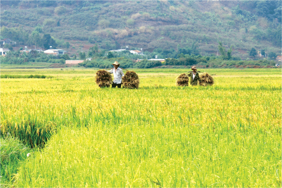 Mùa gặt đang về trên khắp các cánh đồng ở Phố núi. Ảnh: Phương Linh