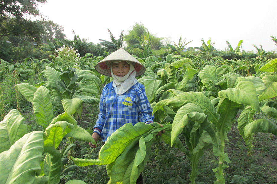 Người dân đang thu hoạch thuốc lá. Ảnh: Hải Lê Người dân đang thu hoạch thuốc lá. Ảnh: Hải Lê