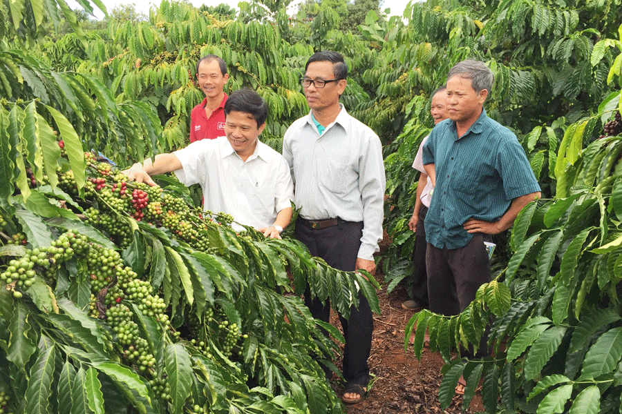 Vườn cà phê áp dụng kỹ thuật sản xuất cà phê bền vững theo bộ quy tắc 4C cho năng suất, chất lượng cao. Ảnh: N.T Vườn cà phê áp dụng kỹ thuật sản xuất cà phê bền vững theo bộ qui tắc 4C cho năng suất, chất lượng cao. Ảnh: N.T