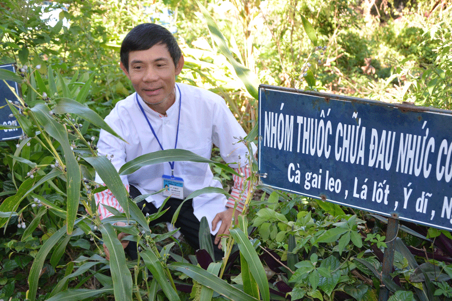  Nhiều loại dược liệu quý được ông Sỹ sưu tầm, chăm sóc kỹ lưỡng. Ảnh: Đức Phương