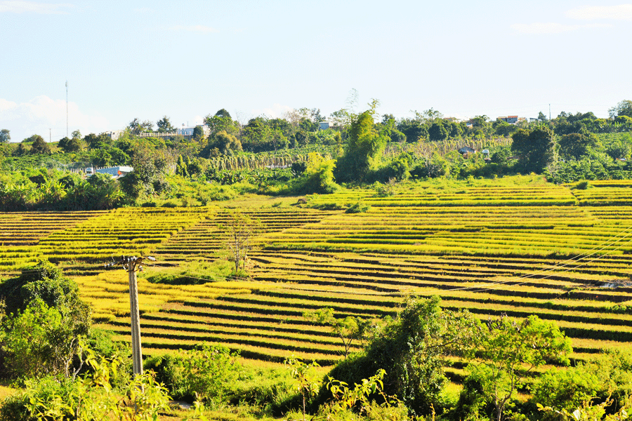 Ảnh: Phương Dung