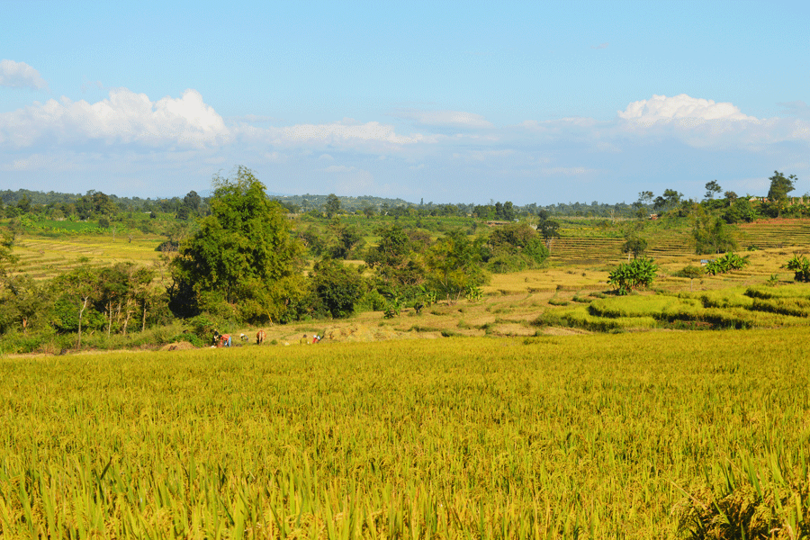 Bức tranh mùa vàng. Ảnh: Phương Dung