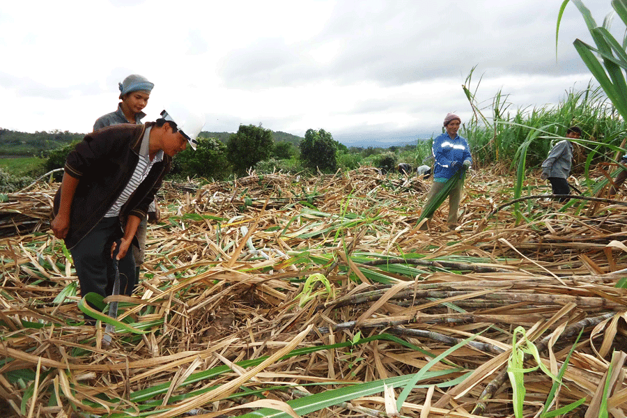 “Vua mía” Lê Văn Dũng hướng dẫn công nhân thu hoạch mía. Ảnh: Ngọc Tấn “Vua mía” Lê Văn Dũng hướng dẫn công nhân thu hoạch mía. Ảnh: Ngọc Tấn