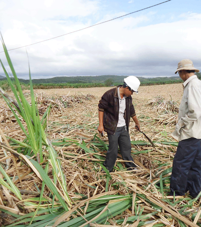 Ảnh: Ngọc Tấn “Vua mía” Lê Văn Dũng hướng dẫn công nhân thu hoạch mía. Ảnh: Ngọc Tấn