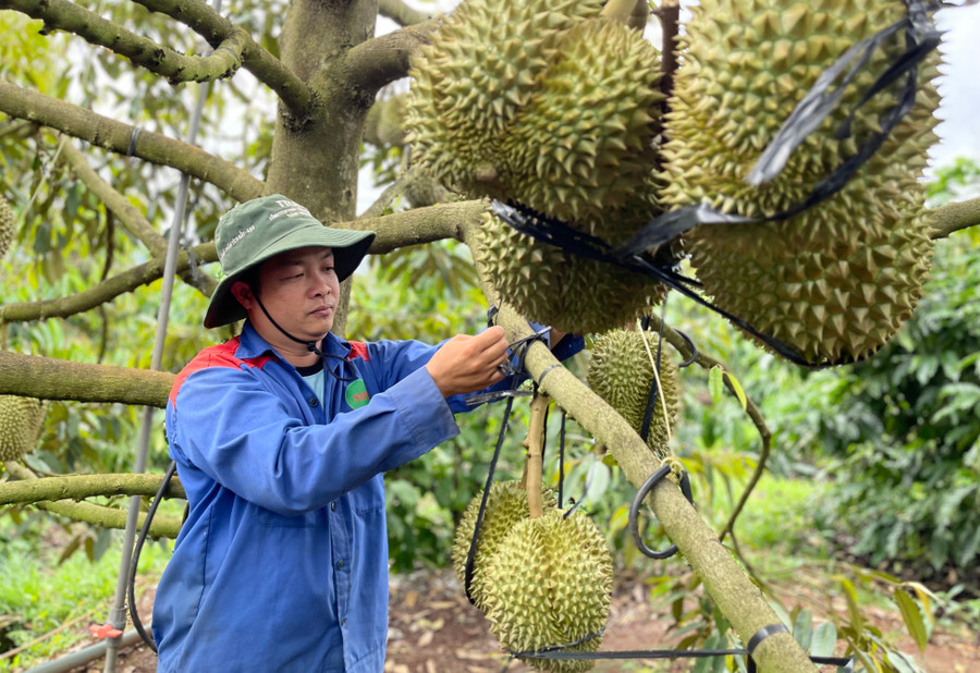 Thực hiện liên kết sản xuất không chỉ giảm chi phí đầu vào mà còn nâng cao năng suất, chất lượng sản phẩm nông nghiệp của các hộ DTTS phía Tây Gia Lai. Ảnh: Vũ Thảo lien-ket-san-xuat.jpg