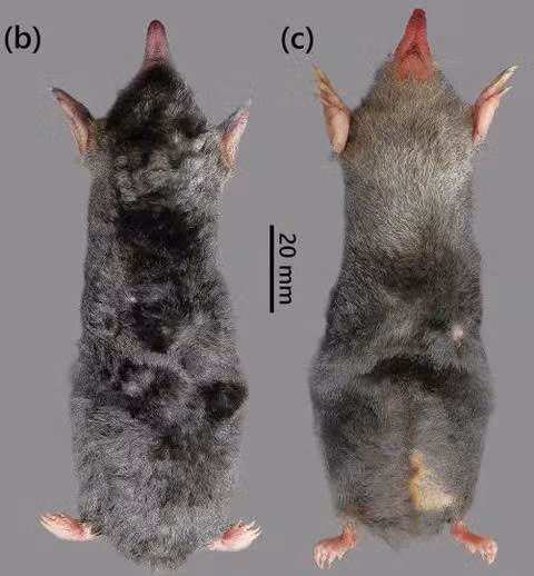 Chuột chũi Euroscaptor Darwini, một loài động vật mới được ghi nhận trên thế giới tại Khu bảo tồn thiên nhiên Pù Luông (Thanh Hóa)