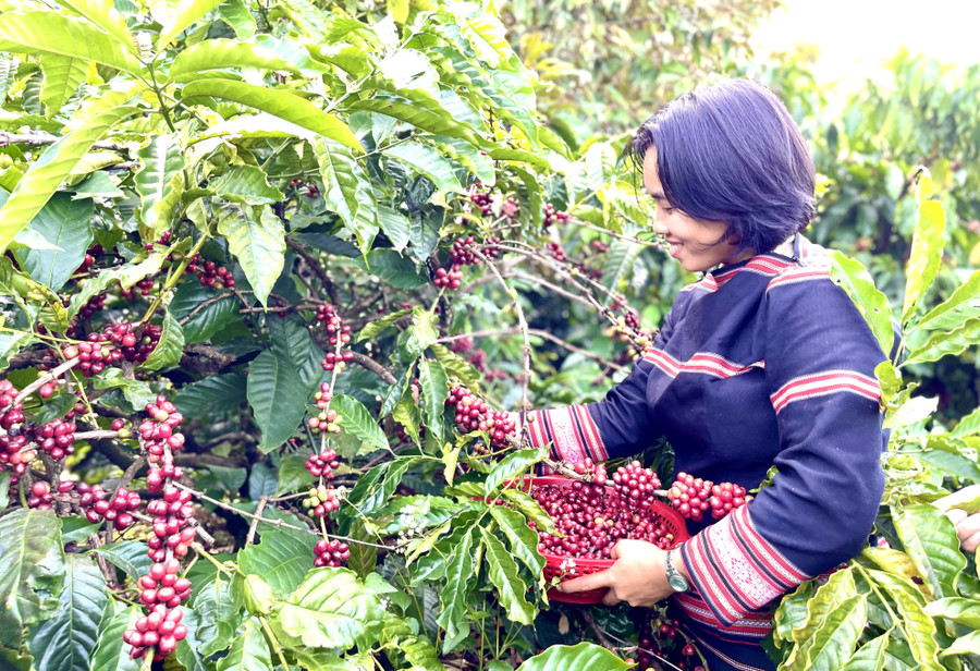 Công ty TNHH Jrai IaLy liên kết với 30 hộ đồng bào dân tộc thiểu số xây dựng vùng nguyên liệu 50 ha tại xã Ia Phí, hình thành chuỗi sản xuất cà phê bền vững. Ảnh: Vũ Thảo phat-trien-ben-vung.jpg