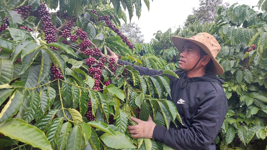 Dịch vụ chăm sóc vườn cà phê trọn gói giúp chủ vườn giải bài toán về nguồn nhân công. Ảnh: Sơn Ca 41.jpg