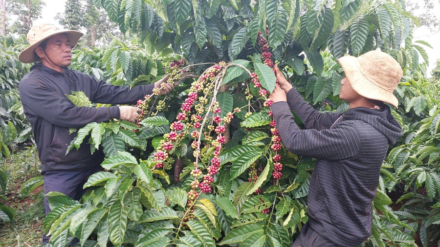 Dịch vụ chăm sóc vườn cà phê trọn gói giúp chủ vườn giải bài toán về nguồn nhân công chăm sóc, quản lý. Ảnh: Sơn Ca 42.jpg