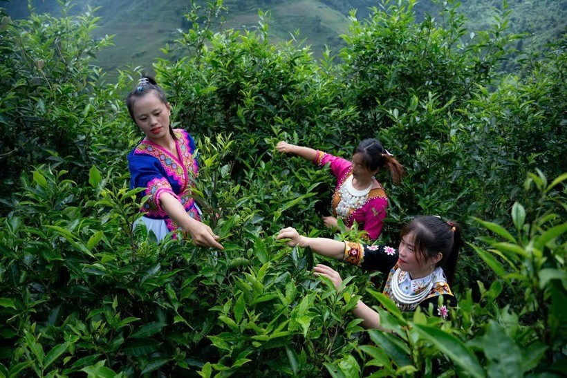 Người dân ở Tây Côn Lĩnh (Tuyên Quang) thu hoạch chè shan tuyết cổ thụ. 1-2805.jpg