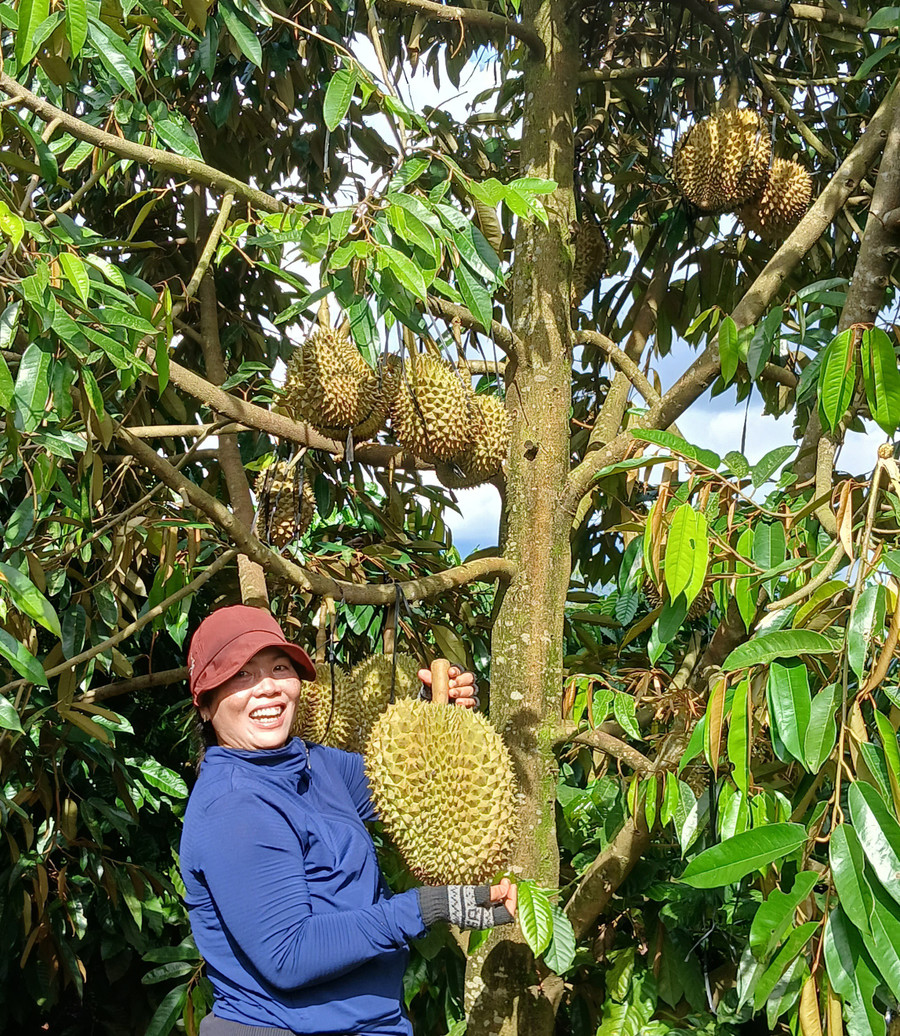 Chị Puih H’Ani thu hoạch sầu riêng của gia đình. Ảnh: Minh Khoa nong-dan-gioi.jpg