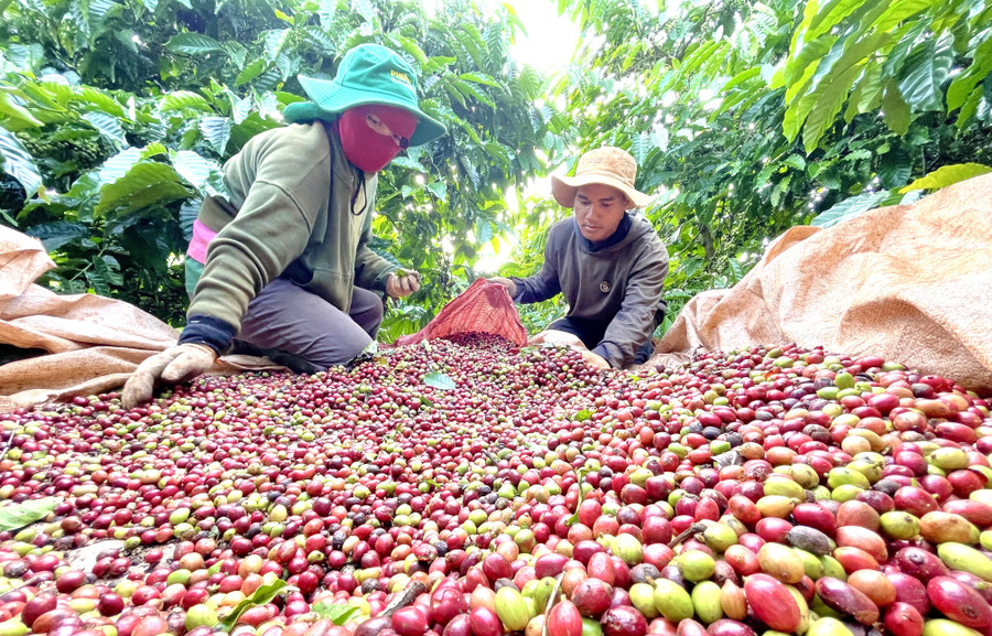 Chuỗi giá trị cà phê là nơi sản xuất nguyên liệu với điểm khởi đầu của chất lượng, của những chứng chỉ như Organic, Rainforest Alliance, 4C. Ảnh: Vũ Thảo 16-1.jpg