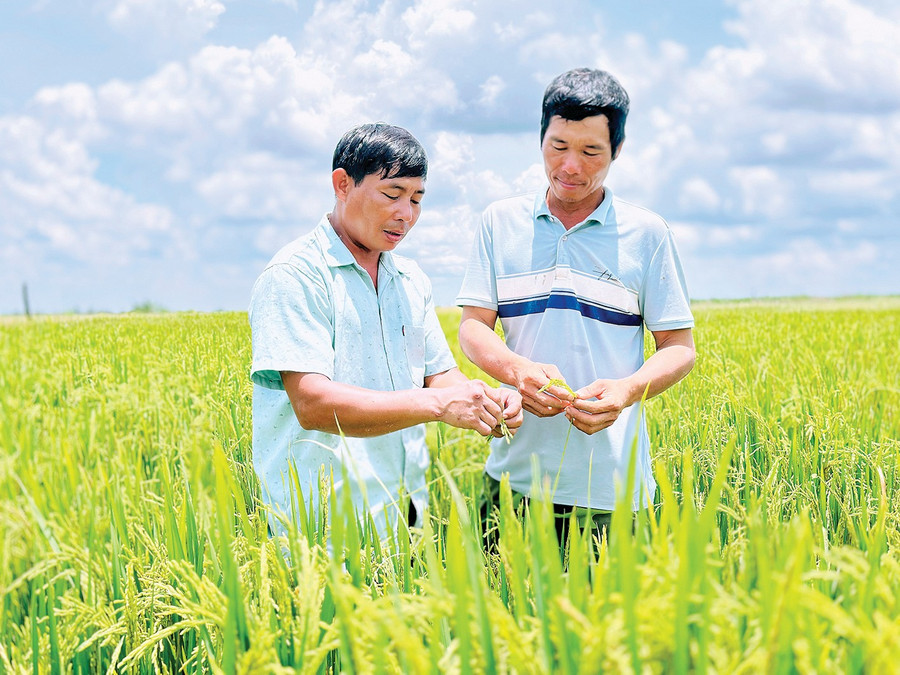 Nhờ áp dụng hiệu quả các tiến bộ khoa học kỹ thuật, diện tích lúa 2 vụ của người dân được mở rộng, năng suất cao. Ảnh: D.Đ 24-1.jpg