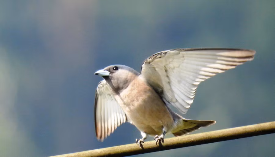 Nhạn rừng trán trắng (Artamus superciliosus).