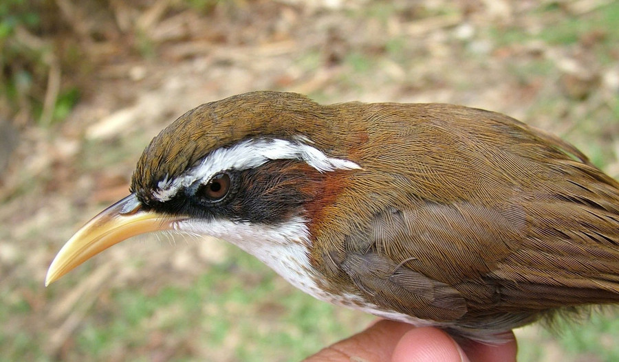 Họa mi đất mày trắng (White-browed Scimitar Babbler). Họa mi đất mày trắng (White-browed Scimitar Babbler).