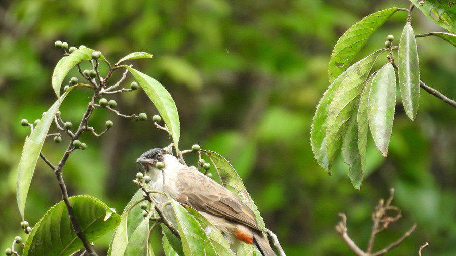 Chào mào tai trắng (Pycnonotus taivanus). Chào mào tai trắng (Pycnonotus taivanus).