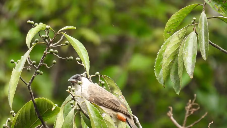 Chào mào tai trắng (Pycnonotus taivanus).