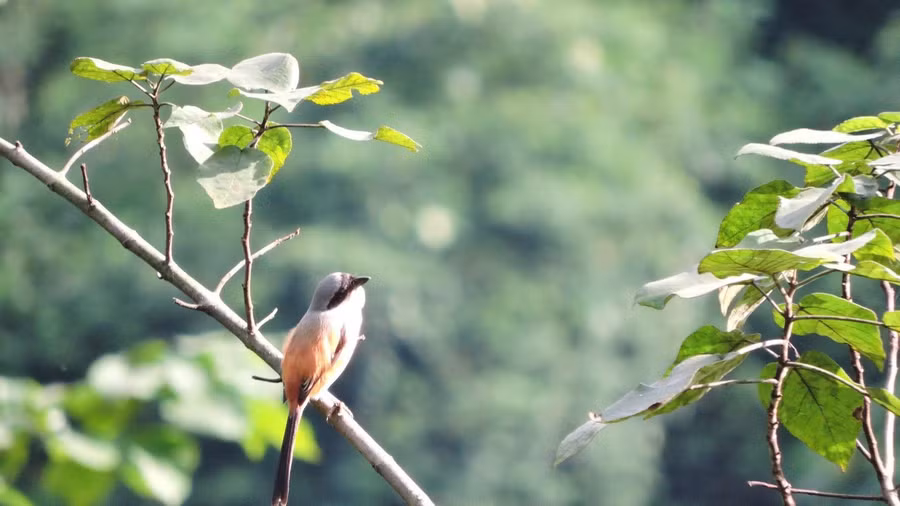 Bách thanh đuôi dài (Lanius schach).