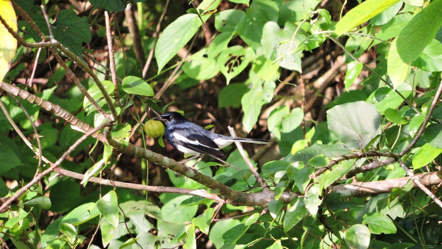 Chích chòe than (Oriental Magpie-Robin). Chích chòe than (Oriental Magpie-Robin).