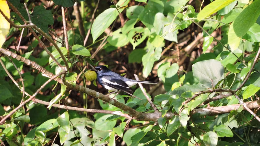 Chích chòe than (Oriental Magpie-Robin).