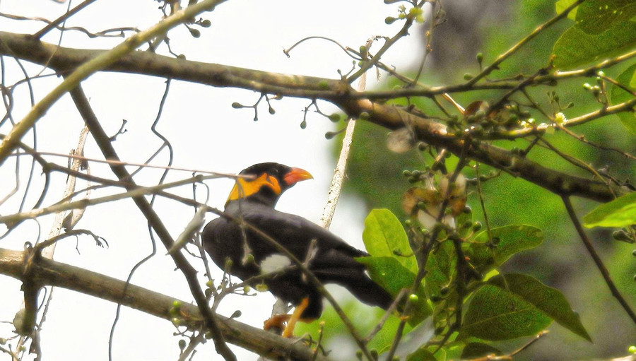 Yểng (Gracula religiosa). Yểng (Gracula religiosa).