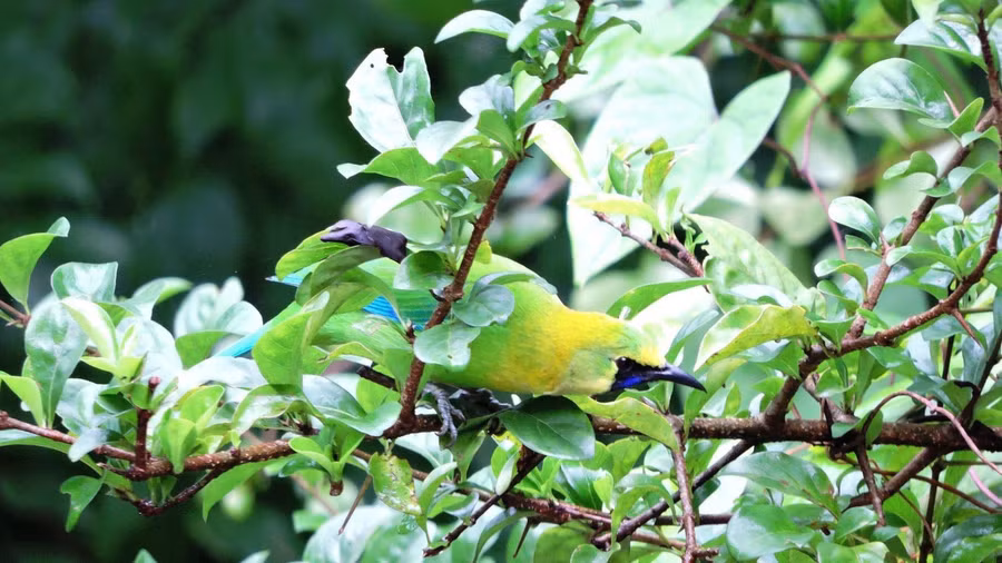 Chim xanh lớn (Chloropsis cochinchinensis).