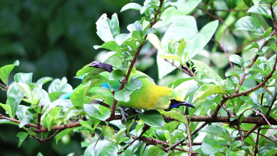 Chim xanh lớn (Chloropsis cochinchinensis). Chim xanh lớn (Chloropsis cochinchinensis).
