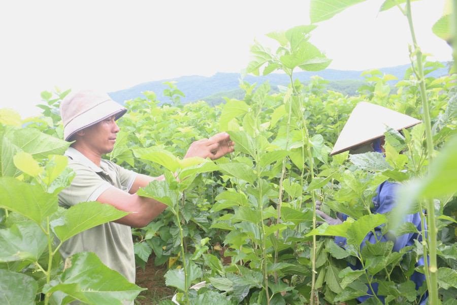 Từ khi chuyển sang trồng dâu nuôi tằm, đời sống kinh tế gia đình anh Trần Quốc Thắng (thôn Vạn Long, xã An Hòa) ngày càng ổn định. Ảnh: Quang Tấn tu-khi-chuyen-sang-trong-dau-nuoi-tam-doi-song-kinh-te-gia-dinh-anh-thang-ngay-cang-on-dinh-va-kham-kha-hon.jpg