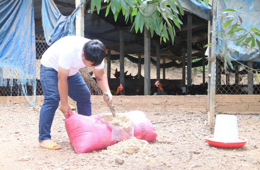 Gà được anh Trí nuôi thả đồi và cho ăn thức ăn tự nhiên như bã bia, sâu canxi, thảo dược. Ảnh: Quang Tấn ga-duoc-tha-doi-va-cho-an-thuc-an-tu-nhien-nhu-ba-bia-sau-can-xi-thao-duoc-nen-san-pham-thit-ga-cua-giang-nguyen-duoc-khac-hang-don-nhan-tich-cuc-quang-tan.jpg