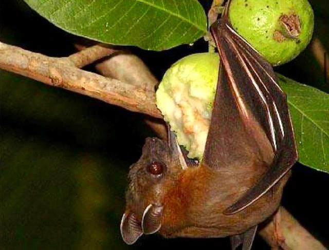 Không ăn trái cây có dấu hiệu bị động vật (dơi, chim) cắn hoặc gặm nhấm để ngừa nhiễm virus Nipah. Ảnh: SHUTTERSTOCK