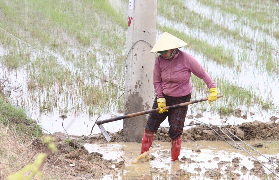 גב' נגוין טי דאו (כפר פונג סון, קומונה טוי פואוק דונג) יוצאת לשדה כדי לנקות עשבים שוטים, לבנות סוללות וליישר בורות עמוקים בשדות האורז. צילום: טרונג לוי dong-ruong-1.jpg