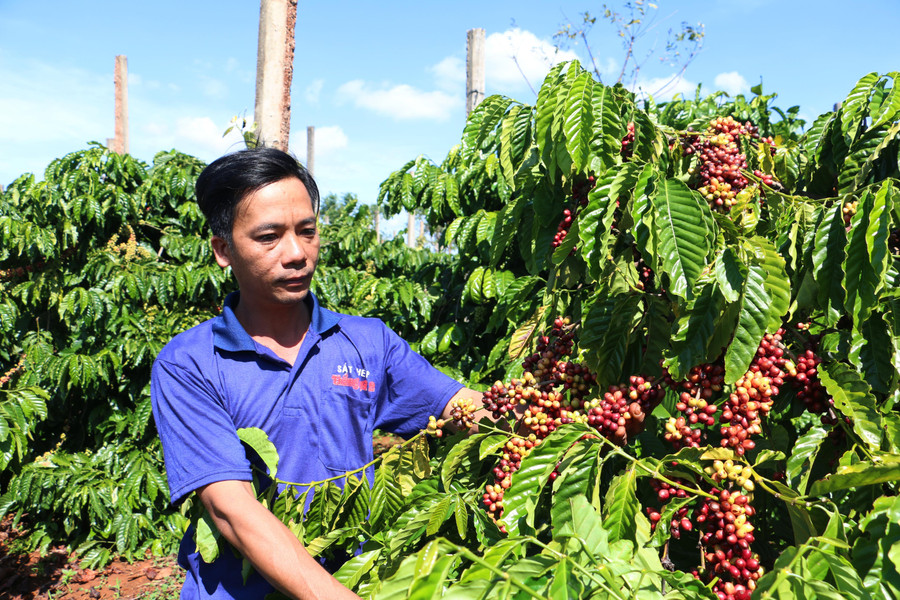 Vinh Hiep arbeitet mit Tausenden von Haushalten zusammen, um Kaffee nach internationalen Standards zu produzieren. Foto: Q.T nhieu-dien-tich-ca-phe-duoc-nguoi-dan-lien-ket-voi-doanh-nghiep-san-xuat-theo-tieu-chuan-4c-gop-phan-nang-cao-chat-luong-va-tao-dau-ra-on-dinh.jpg