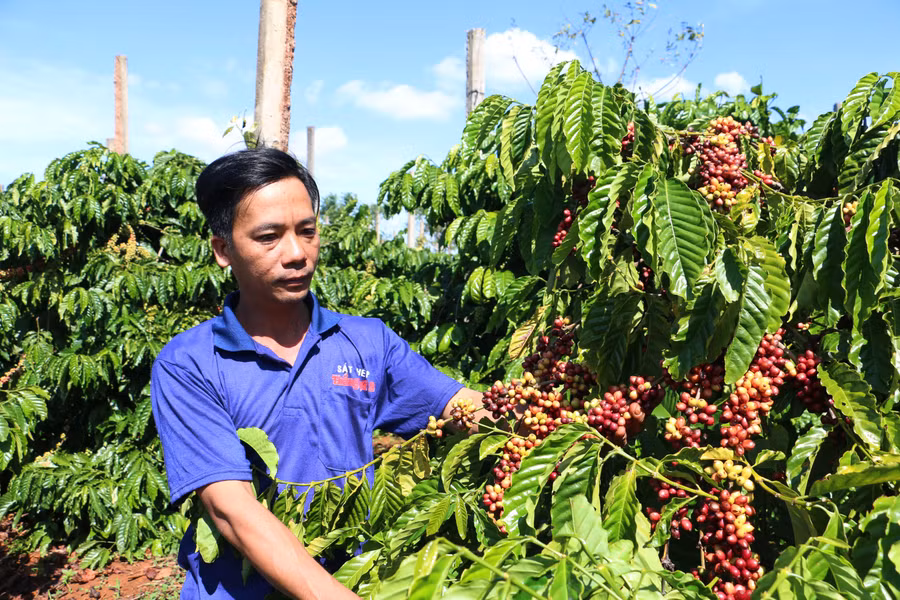 nhieu-dien-tich-ca-phe-duoc-nguoi-dan-lien-ket-voi-doanh-nghiep-san-xuat-theo-tieu-chuan-4c-gop-phan-nang-cao-chat-luong-va-tao-dau-ra-on-dinh.jpg