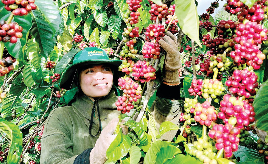 Cà phê là cây trồng chủ lực của tỉnh Gia Lai. Ảnh: V.T 22-1.jpg
