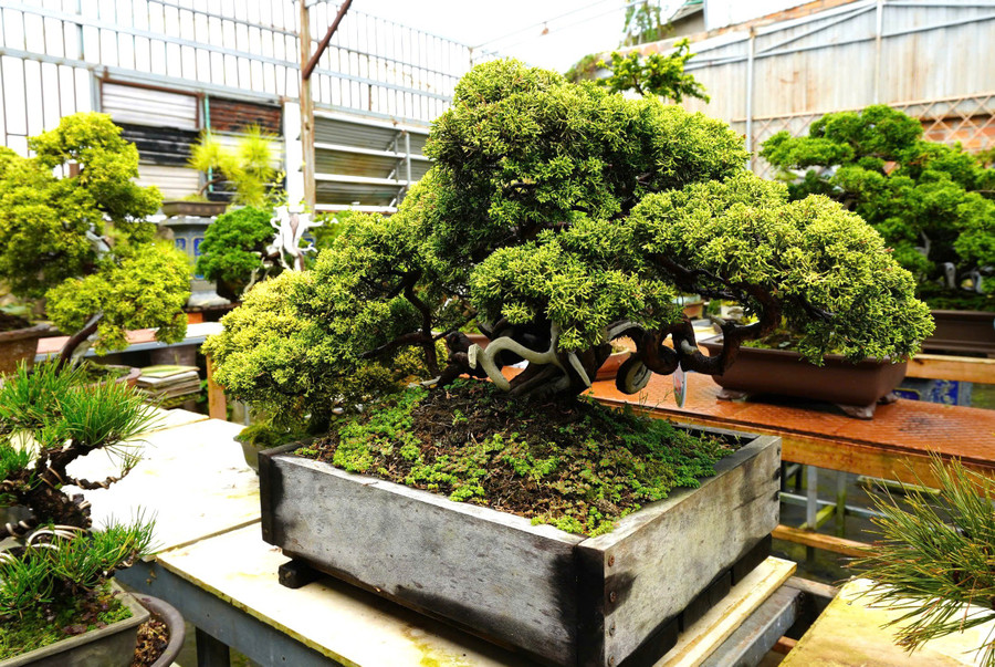 Tác phẩm Simpaku Kishu gold nhập khẩu được thuần khí hậu Việt Nam của vườn bonsai nghệ thuật 79. Ảnh: Sơn Ca Tác phẩm Simpaku Kishu gold nhập khẩu được thuần khí hậu Việt Nam của vườn bonsai nghệ thuật 79. Ảnh: Sơn Ca