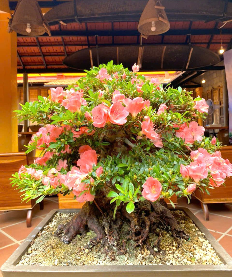 Tác phẩm bonsai đỗ quyên Nhật Bản của vườn bonsai Nghĩa. Ảnh: Sơn Ca tac-pham-bonsai.jpg