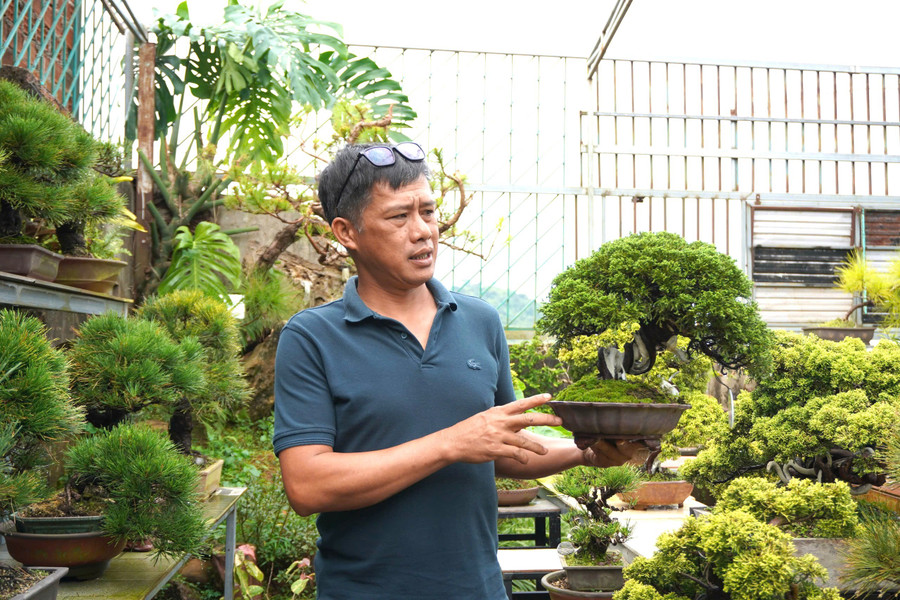 Ông Nguyễn Thanh Hoàng giới thiệu một tác phẩm bonsai trong vườn nhà. Ảnh: Sơn Ca gioi-thieu-bonsai.jpg