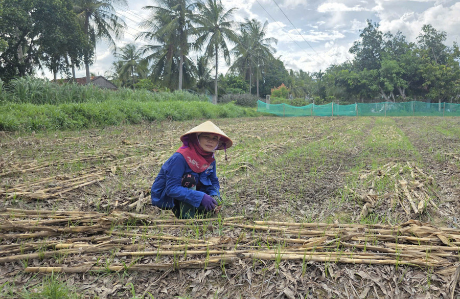 Bà Nguyễn Thị Loan (thôn Đại Khoan, xã Hội Sơn) bên ruộng kiệu tiếp tục được trồng theo tiêu chuẩn VietGAP của gia đình. Ảnh: H.T nguyen-thi-loan.jpg