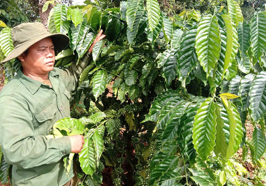 Anh Siu Huỳnh-Bí thư Chi bộ kiêm Trưởng làng O Ngol (xã Ia Pia) luôn gương mẫu trong phát triển kinh tế gia đình. Ảnh: P.D anh-siu.jpg