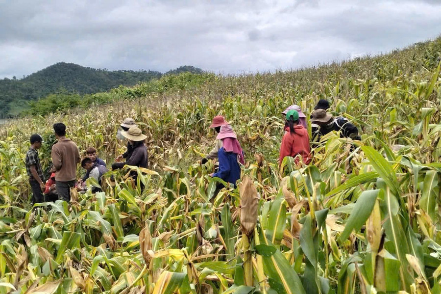 Các đoàn viên, thanh niên Chi đoàn làng Ya Ma-Hòa Bình đi làm thuê thu hoạch bắp để tạo nguồn quỹ hoạt động đoàn. Ảnh: ĐVCC hoat-dong-cong-dong-1.jpg